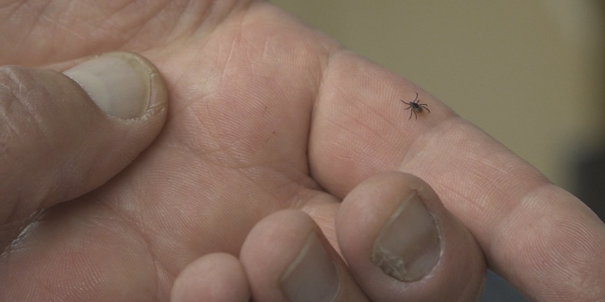Strong winter means more ticks in Nevada