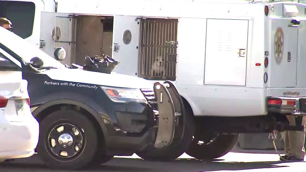 One of seven surviving dogs rescued at a Las Vegas motel.