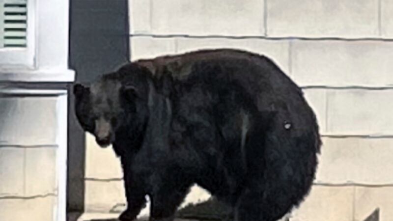 This undated photo provided by the California Department of Fish and Wildlife shows the South...