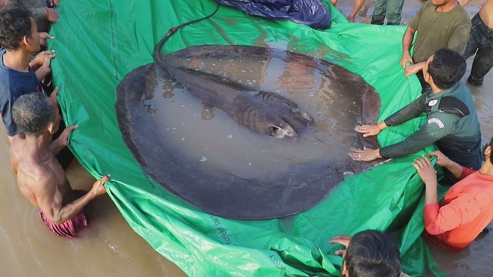 Zeb Hogan's hunt to find giant fish continues all over the world.