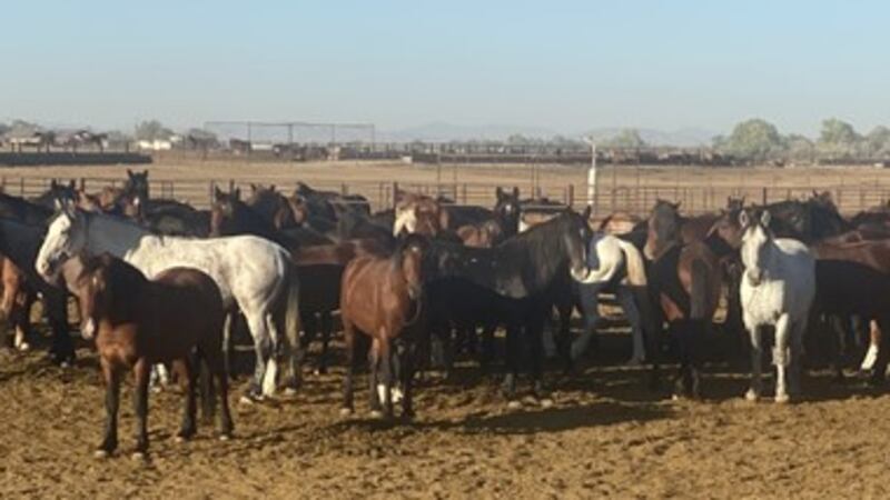 Horses are seen gathered at the Indian Lakes Off-Range Corral in Fallon