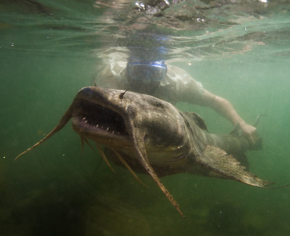 Zeb Hogan's hunt to find giant fish continues all over the world.