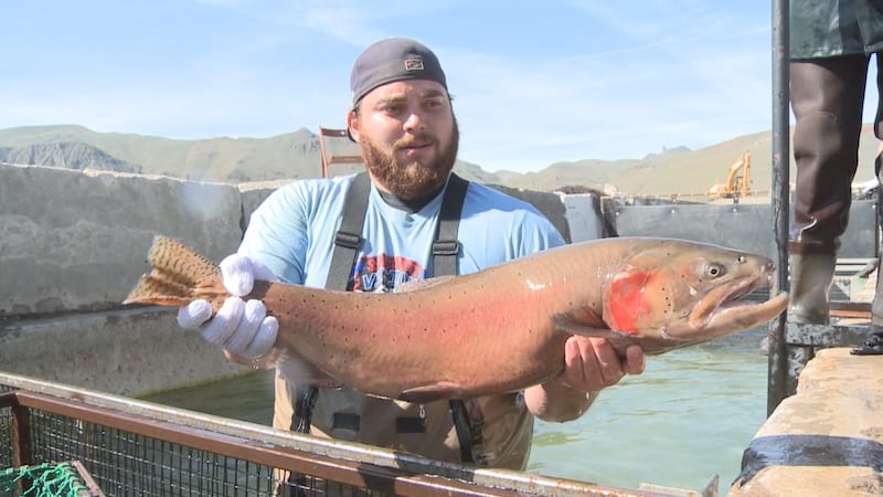 Pyramid Lake Lahontan Cutthroat Trout