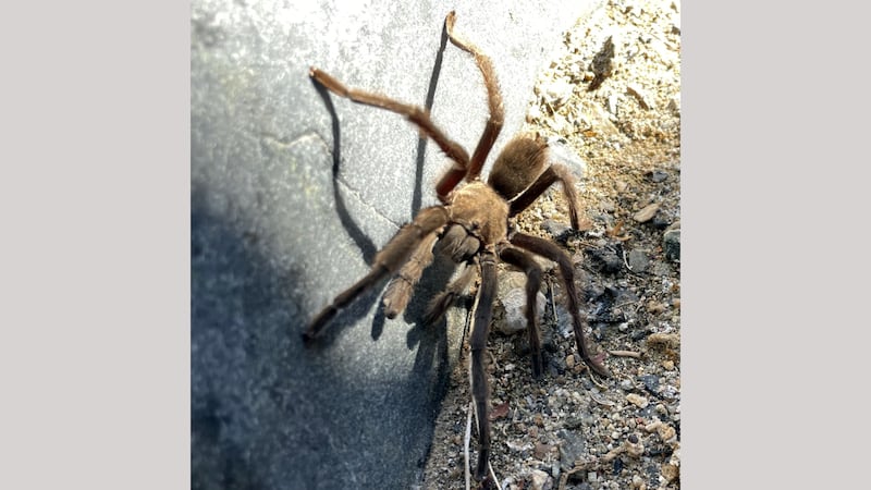 The National Park Service supplied this photograph of a Death Valley tarantula, but said it...