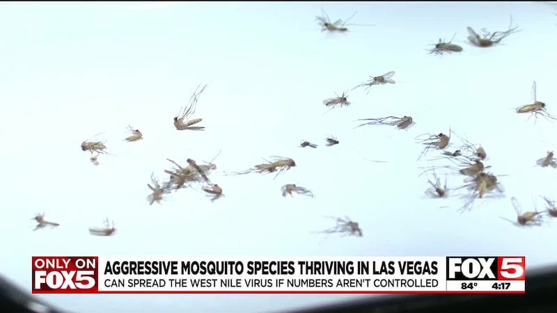 Aggressive mosquito species thriving in Las Vegas Valley