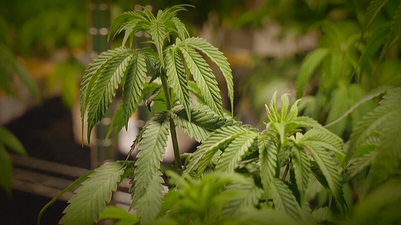 Cannabis