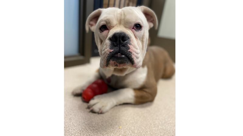 Mugshot, the 8-month-old English bulldog was adopted by the Police Department on May 6 after...