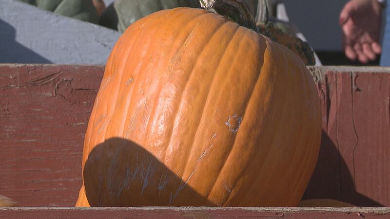 A pumpkin at Andelin Family Farm in Sparks