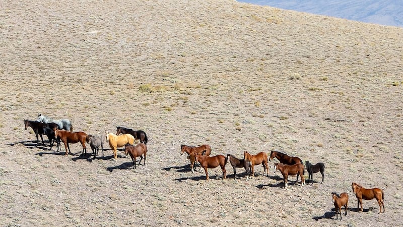 An BLM-provided photo of some horses at the Desatoya Herd Management Area