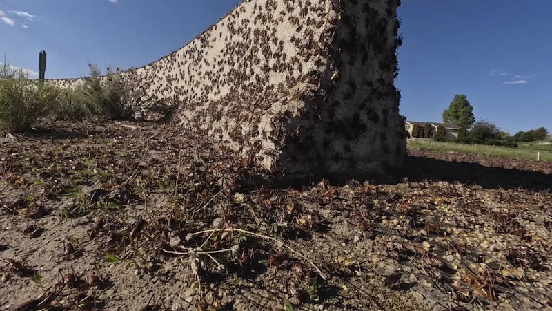 Crickets make their way over a Jersey barrier during the migration of Mormon crickets, Friday,...