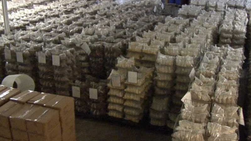 The room where Aloha Medicinals grows mushrooms in its Carson City facility.