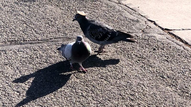 This is one of the photos tweeted by Reno City Manager Sabra Newby of a pigeon with a sombrero...