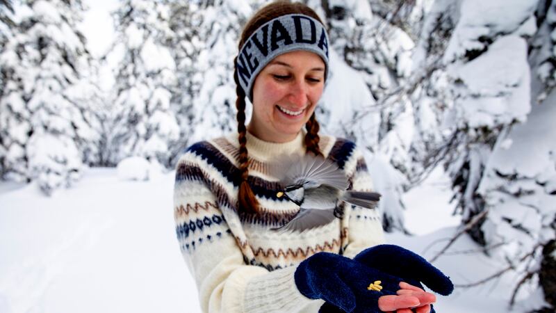 This photo provided by the University of Nevada, Reno shows University of Nevada, Reno student...