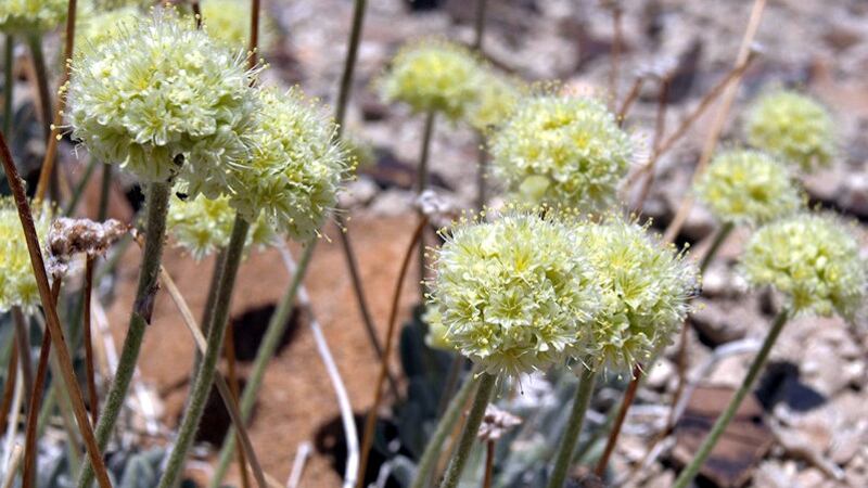 Tiehm buckwheat.  Photo by Jim Morefield /Nevada Natural Heritage Program.