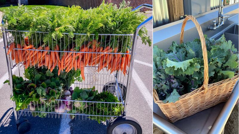 Urban Roots is selling Sustainable Harvest Bags.