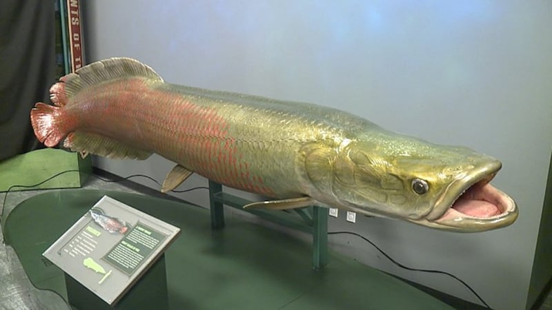 Getting up close with monster fish.