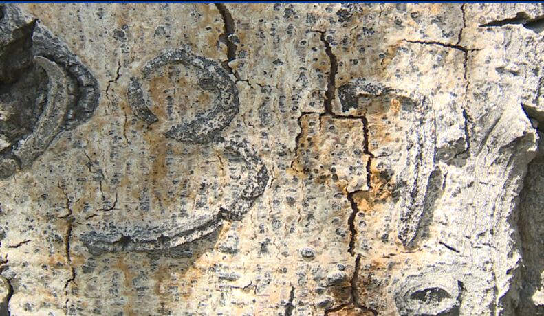 Documenting arborglyphs in northern Nevada - Vimarsana News