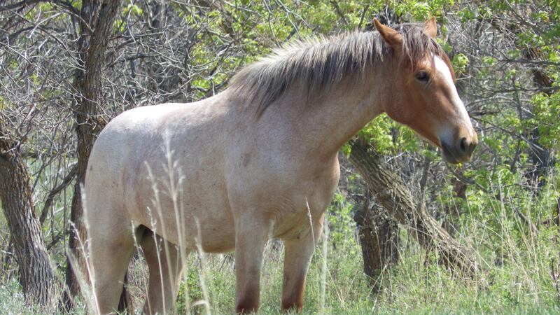 A wild horse stands near Peaceful Valley Ranch in Theodore Roosevelt National Park near...