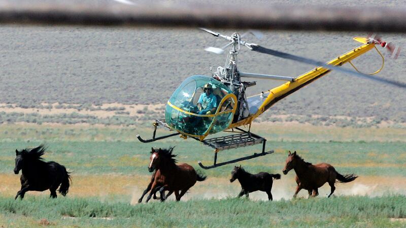 FILE - A livestock helicopter pilot rounds up wild horses from the Fox & Lake Herd Management...