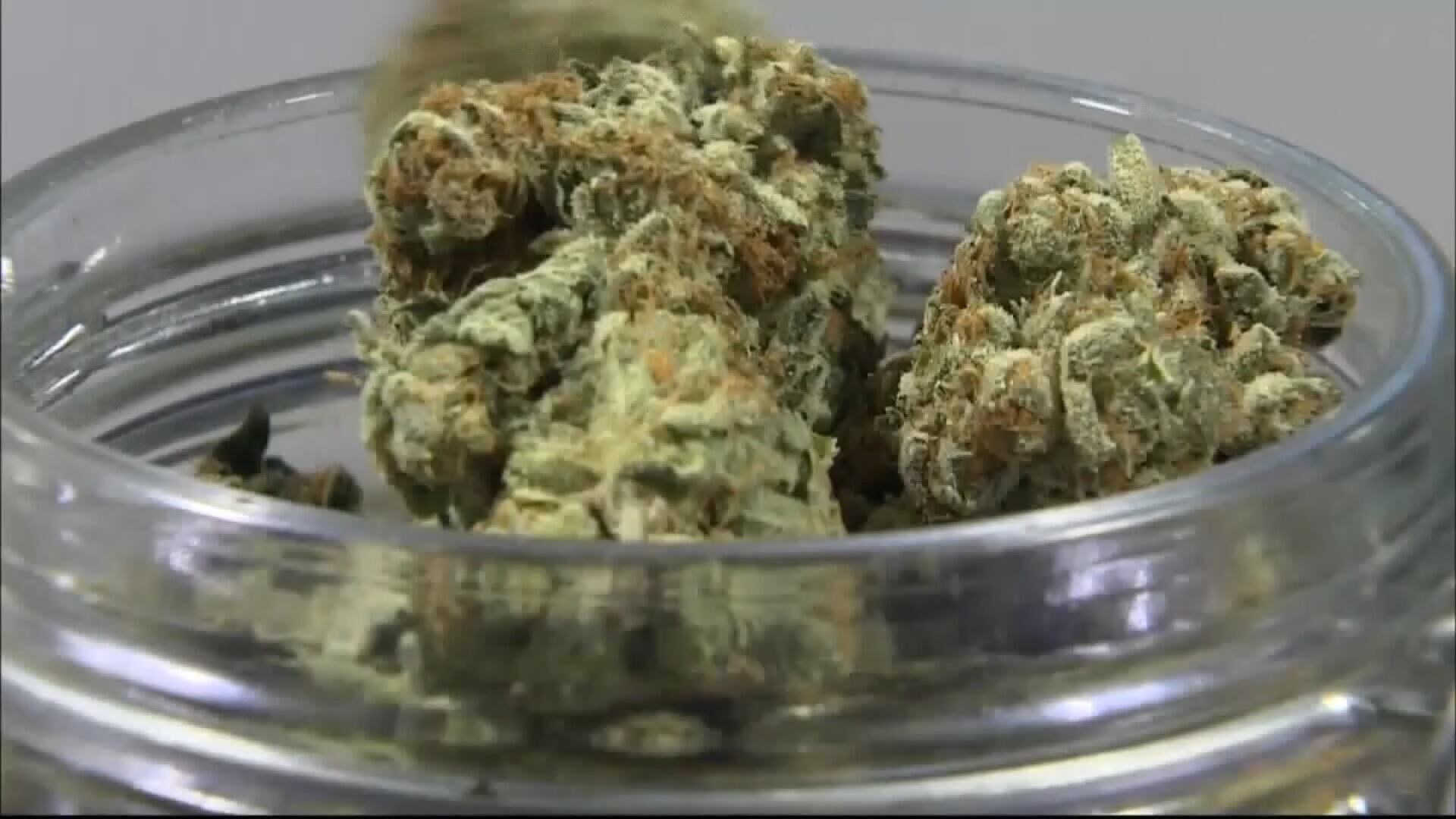 Going green: UNR adds new cannabis education certificates - Vimarsana News