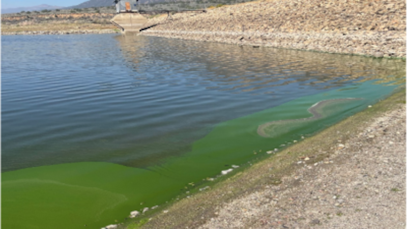 A Mono County photo shows the harmful bloom at Bridgeport Reservoir