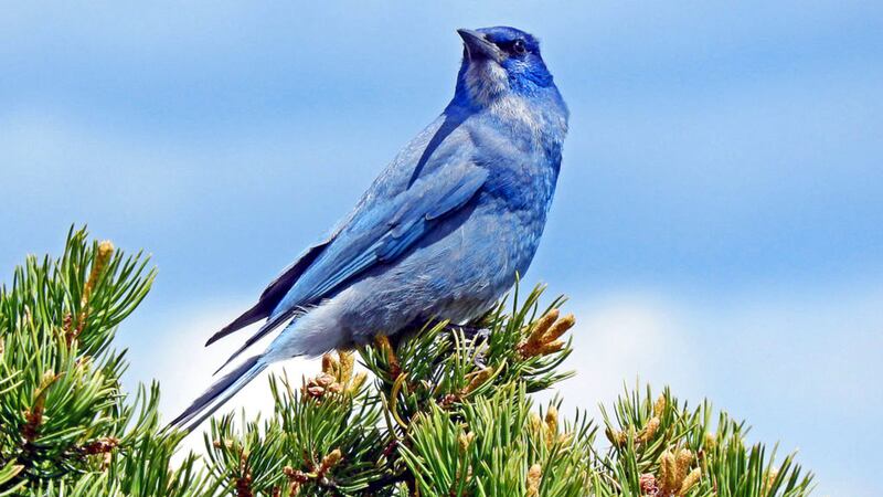 Pinyon jay