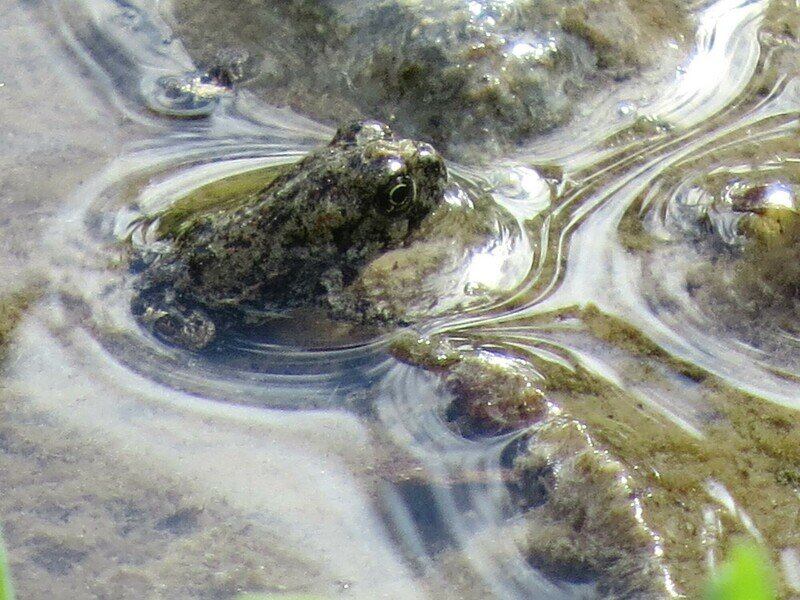 Group files for emergency protections for rare Nevada toad - Vimarsana News