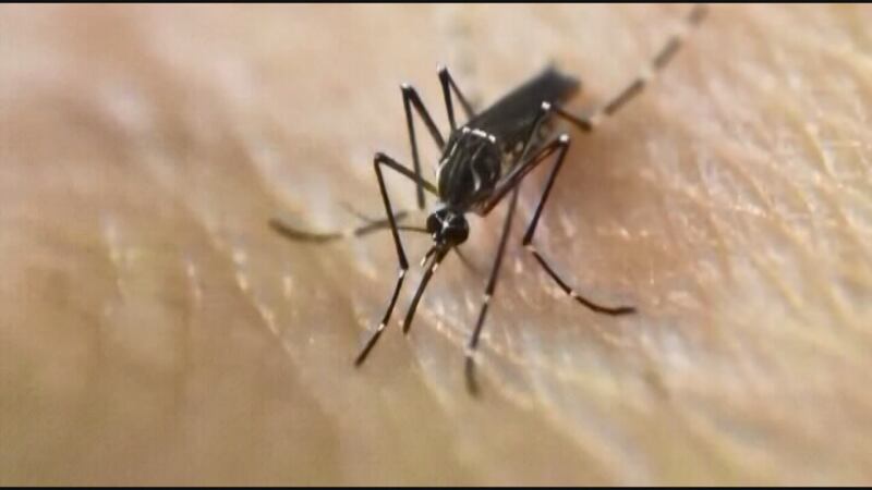 A mosquito.