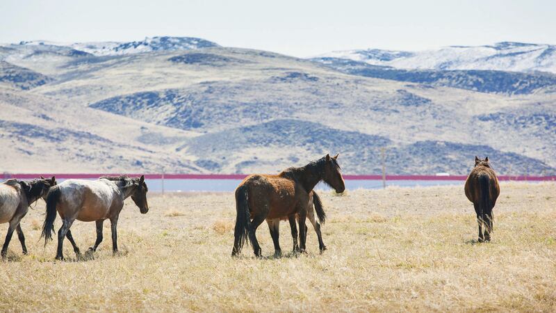 Tesla released this photograph of the Gigafactory exterior and wild horses.