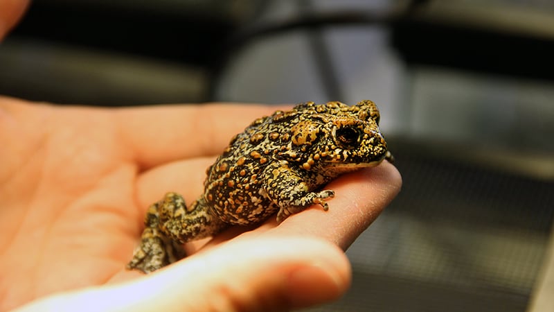 A Dixie Valley toad. Photo courtesy of the University of Nevada, Reno.