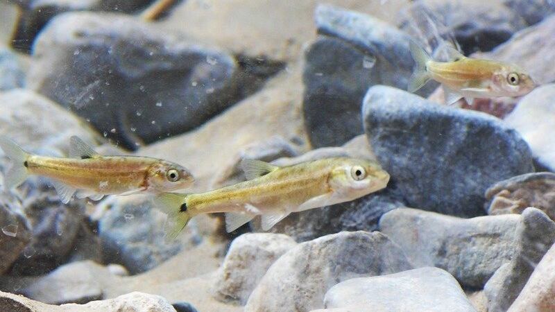 Moapa dace