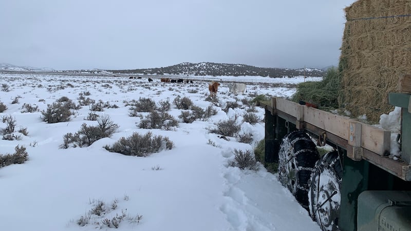 Snow in Nevada