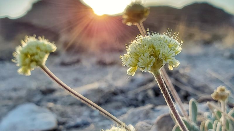 Tiehm’s buckwheat (Eriogonum tiehmii).